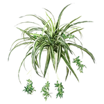 Künstliche Grünlilie - Lili auf transparentem Hintergrund mit echt wirkenden Kunstblättern in natürlicher Anordnung. Künstliche Grünlilie - Lili hat die Farbe Natur und ist 60 cm hoch. | aplanta Kunstpflanzen