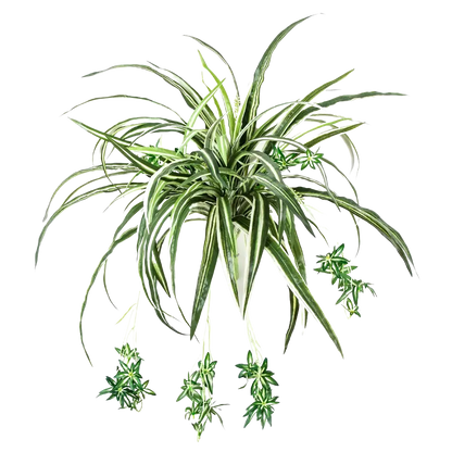 Künstliche Grünlilie - Lili auf transparentem Hintergrund mit echt wirkenden Kunstblättern in natürlicher Anordnung. Künstliche Grünlilie - Lili hat die Farbe Natur und ist 60 cm hoch. | aplanta Kunstpflanzen