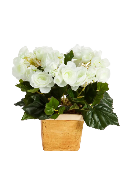 Künstliche Begonie - Steckpflanze - Tina auf transparentem Hintergrund mit echt wirkenden Kunstblättern in natürlicher Anordnung. Künstliche Begonie - Steckpflanze - Tina hat die Farbe Creme und ist 20 cm hoch. | aplanta Kunstpflanzen