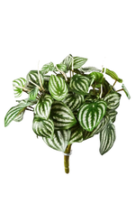 Künstliche Peperomia - Melon auf transparentem Hintergrund mit echt wirkenden Kunstblättern in natürlicher Anordnung. Künstliche Peperomia - Melon hat die Farbe Natur | aplanta Kunstpflanzen