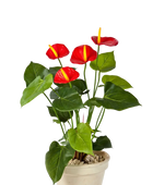 Künstliche Flamingoblume - Nara auf transparentem Hintergrund mit echt wirkenden Kunstblättern in natürlicher Anordnung. Künstliche Flamingoblume - Nara hat die Farbe Rot und ist 56 cm hoch. | aplanta Kunstpflanzen