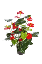 Künstliche Flamingoblume - Caspar auf transparentem Hintergrund mit echt wirkenden Kunstblättern in natürlicher Anordnung. Künstliche Flamingoblume - Caspar hat die Farbe Rot und ist 78 cm hoch. | aplanta Kunstpflanzen