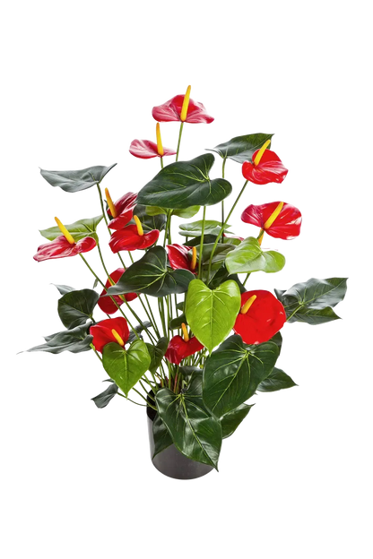 Künstliche Flamingoblume - Caspar auf transparentem Hintergrund mit echt wirkenden Kunstblättern in natürlicher Anordnung. Künstliche Flamingoblume - Caspar hat die Farbe Rot und ist 78 cm hoch. | aplanta Kunstpflanzen