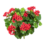 Hochwertige Kunstpflanze Geranie auf transparentem Hintergrund mit echt wirkenden Kunstblättern in natürlicher Anordnung. Künstliche Geranie - Aaron hat die Farbe Natur und ist 35 cm hoch. | aplanta Kunstpflanzen