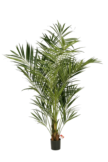 Künstliche Kentia Palme - Cecilia, 225 cm, Kunstbaum von aplanta, in Natur, für drinnen