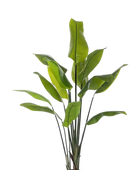 Künstliche Strelitzia - Clemens auf transparentem Hintergrund mit echt wirkenden Kunstblättern in natürlicher Anordnung. Künstliche Strelitzia - Clemens hat die Farbe Natur und ist 150 cm hoch. | aplanta Kunstpflanzen