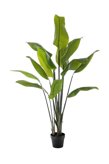 Künstliche Strelitzia - Clemens auf transparentem Hintergrund mit echt wirkenden Kunstblättern in natürlicher Anordnung. Künstliche Strelitzia - Clemens hat die Farbe Natur und ist 150 cm hoch. | aplanta Kunstpflanzen