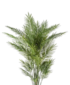 Hochwertige Kunstpalme auf transparentem Hintergrund mit echt wirkenden Kunstblättern in natürlicher Anordnung. Künstliche Goldfruchtpalme - Eva hat die Farbe Natur und ist 205 cm hoch. | aplanta Kunstpflanzen