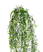 Hochwertige künstliche Hängepflanze auf transparentem Hintergrund mit echt wirkenden Kunstblättern in natürlicher Anordnung. Künstlicher Hängebusch - Elise hat die Farbe Natur und ist 70 cm hoch. | aplanta Kunstpflanzen