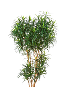 Künstlicher Drachenbaum - Helmut auf transparentem Hintergrund mit echt wirkenden Kunstblättern in natürlicher Anordnung. Künstlicher Drachenbaum - Helmut hat die Farbe Natur und ist 180 cm hoch. | aplanta Kunstpflanzen