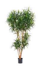 Künstlicher Drachenbaum - Helmut, 180 cm, Kunstbaum von aplanta, mit Echtholzstamm, in Natur, für drinnen