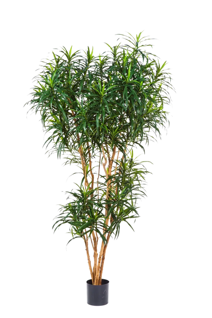 Künstlicher Drachenbaum - Helmut, 180 cm, Kunstbaum von aplanta, mit Echtholzstamm, in Natur, für drinnen