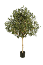 Hochwertiger Olivenbaum künstlich auf transparentem Hintergrund mit echt wirkenden Kunstblättern in natürlicher Anordnung. Künstlicher Olivenbaum - Ivy hat die Farbe Natur und ist 150 cm hoch. | aplanta Kunstpflanzen