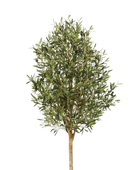 Hochwertiger Olivenbaum künstlich auf transparentem Hintergrund mit echt wirkenden Kunstblättern in natürlicher Anordnung. Künstlicher Olivenbaum - Ilaria hat die Farbe Natur und ist 170 cm hoch. | aplanta Kunstpflanzen