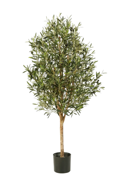 Künstlicher Olivenbaum - Ilaria, 170 cm, Kunstbaum von aplanta, mit Echtholzstamm, in Natur, für drinnen