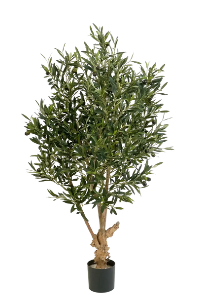 Hochwertiger Olivenbaum künstlich auf transparentem Hintergrund mit echt wirkenden Kunstblättern in natürlicher Anordnung. Künstlicher Olivenbaum - Ian hat die Farbe Natur und ist 120 cm hoch. | aplanta Kunstpflanzen