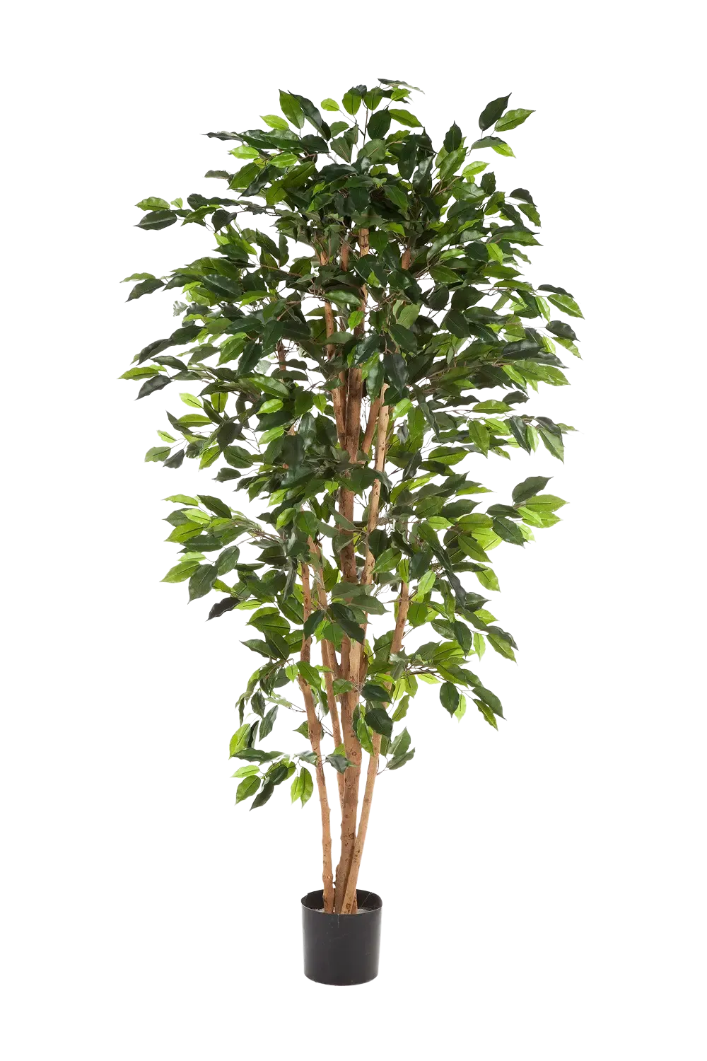 Künstlicher Ficusbaum - Sylvior, 180 cm, Kunstbaum von aplanta, UV-beständig, mit Echtholzstamm, inkl. Startertopf, in Grün
