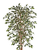 Künstlicher Chinesischer Ficus - Ivan | 210 cm