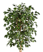 Künstlicher Chinesischer Ficus - Ioannis auf transparentem Hintergrund mit echt wirkenden Kunstblättern in natürlicher Anordnung. Künstlicher Chinesischer Ficus - Ioannis hat die Farbe Natur und ist 210 cm hoch. | aplanta Kunstpflanzen