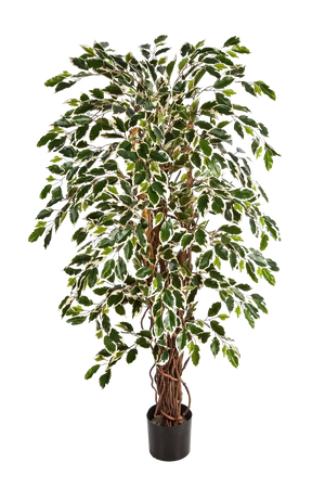 Künstlicher Ficus – Ravian | 180 cm