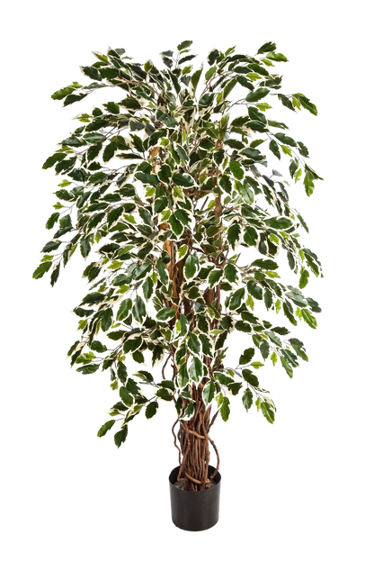 Künstlicher Ficus - Ravian, 150 cm, Kunstbaum von aplanta, mit Echtholzstamm, inkl. Startertopf, in Natur, für drinnen