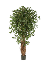 Künstlicher Gummibaum - Josefine auf transparentem Hintergrund mit echt wirkenden Kunstblättern in natürlicher Anordnung. Künstlicher Gummibaum - Josefine hat die Farbe Natur und ist 240 cm hoch. | aplanta Kunstpflanzen