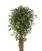 Künstlicher Ficus Liana - Josefine auf transparentem Hintergrund mit echt wirkenden Kunstblättern in natürlicher Anordnung. Künstlicher Ficus Liana - Josefine hat die Farbe Natur und ist 210 cm hoch. | aplanta Kunstpflanzen