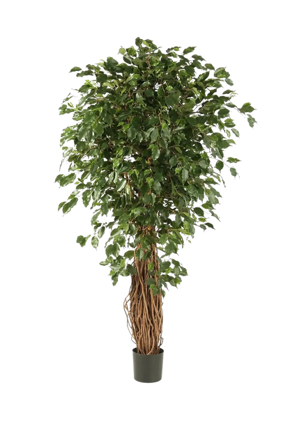 Künstlicher Ficus Liana - Josefine auf transparentem Hintergrund mit echt wirkenden Kunstblättern in natürlicher Anordnung. Künstlicher Ficus Liana - Josefine hat die Farbe Natur und ist 210 cm hoch. | aplanta Kunstpflanzen