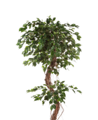 Künstlicher Ficus - Joshua auf transparentem Hintergrund mit echt wirkenden Kunstblättern in natürlicher Anordnung. Künstlicher Ficus - Joshua hat die Farbe Natur und ist 210 cm hoch. | aplanta Kunstpflanzen