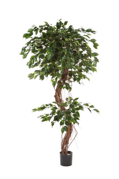 Künstlicher Ficus - Joshua, 210 cm, Kunstbaum von aplanta, mit Echtholzstamm, im schwarzen Topf, in Natur, für drinnen