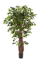 Künstliche Feige - Jannik, 240 cm, Kunstbaum von aplanta, mit Echtholzstamm, mit Mangrovenstamm, im schwarzen Topf, in Natur