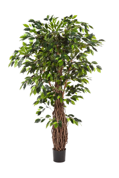 Künstlicher Ficus - Jannik, 210 cm, Kunstbaum von aplanta, mit Echtholzstamm, mit Mangrovenstamm, im schwarzen Topf, in Natur