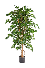 Künstlicher Ficus - Kristin, 210 cm, Kunstbaum von aplanta, in Natur, für drinnen