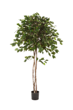 Künstlicher Ficus - Kathleen auf transparentem Hintergrund mit echt wirkenden Kunstblättern in natürlicher Anordnung. Künstlicher Ficus - Kathleen hat die Farbe Natur und ist 210 cm hoch. | aplanta Kunstpflanzen