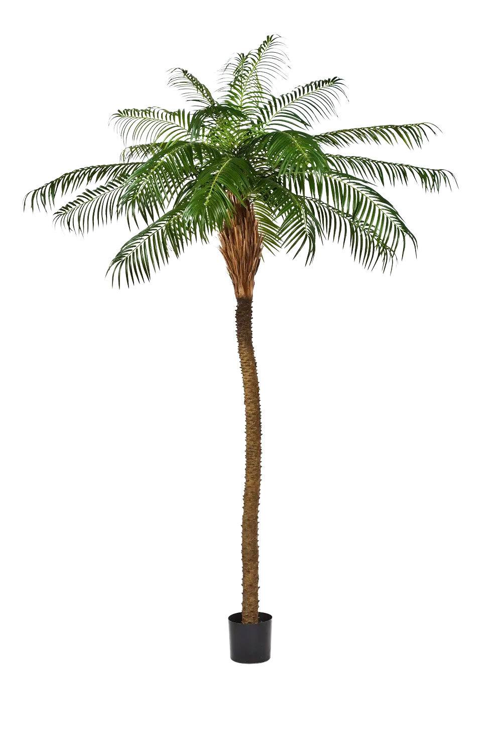 Künstliche Phoenixpalme – Zephyra | 240 cm