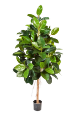 Künstlicher Gummibaum - Karim, 210 cm, Kunstbaum von aplanta, mit Echtholzstamm, in Natur, für drinnen