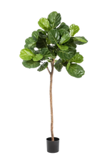 Künstliche Geigenfeige - Leni | 200 cm