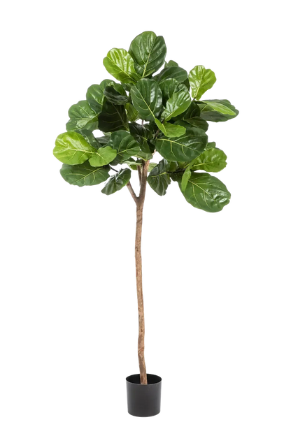 Künstliche Geigenfeige - Leni | 200 cm