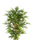 Hochwertiger Kunstbambus auf transparentem Hintergrund mit echt wirkenden Kunstblättern in natürlicher Anordnung. Künstlicher Bambus - Melina hat die Farbe Natur und ist 270 cm hoch. | aplanta Kunstpflanzen