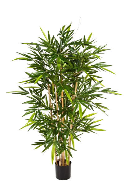 Hochwertiger Kunstbambus auf transparentem Hintergrund mit echt wirkenden Kunstblättern in natürlicher Anordnung. Künstlicher Bambus - Marlene hat die Farbe Natur und ist 210 cm hoch. | aplanta Kunstpflanzen