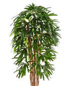 Hochwertige Kunstpalme auf transparentem Hintergrund mit echt wirkenden Kunstblättern in natürlicher Anordnung. Künstliche Steckenpalme - Nicole hat die Farbe Natur und ist 180 cm hoch. | aplanta Kunstpflanzen