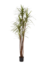 Künstlicher Drachenbaum - Noa | 180 cm