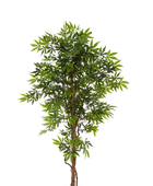 Künstlicher Japanischer Ahorn - Ottilie auf transparentem Hintergrund mit echt wirkenden Kunstblättern in natürlicher Anordnung. Künstlicher Japanischer Ahorn - Ottilie hat die Farbe Natur und ist 180 cm hoch. | aplanta Kunstpflanzen