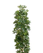 Künstlicher Schefflera Baum - Osman | 180 cm