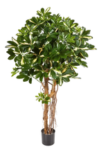 Künstliche Schefflera - Owen | 170 cm auf transparentem Hintergrund mit echt wirkenden Kunstblättern in natürlicher Anordnung. | aplanta Kunstpflanzen