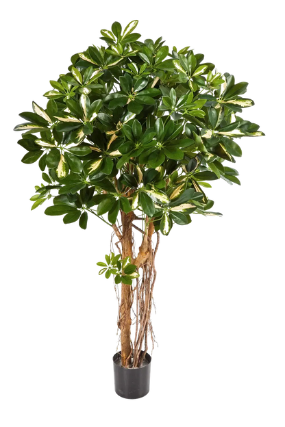 Künstliche Schefflera - Owen | 170 cm auf transparentem Hintergrund mit echt wirkenden Kunstblättern in natürlicher Anordnung. | aplanta Kunstpflanzen