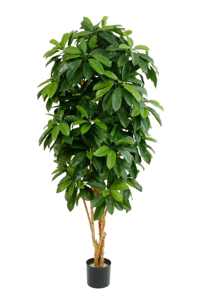 Künstliche Schefflera - Ove, 172 cm, Kunstbaum von aplanta, mit Echtholzstamm, in Natur, für drinnen