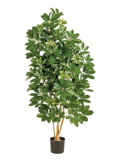 Künstliche Schefflera - Omer | 170 cm