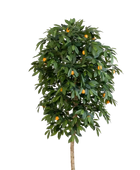 Künstlicher Orangenbaum - Pius auf transparentem Hintergrund mit echt wirkenden Kunstblättern in natürlicher Anordnung. Künstlicher Orangenbaum - Pius hat die Farbe Natur und ist 170 cm hoch. | aplanta Kunstpflanzen