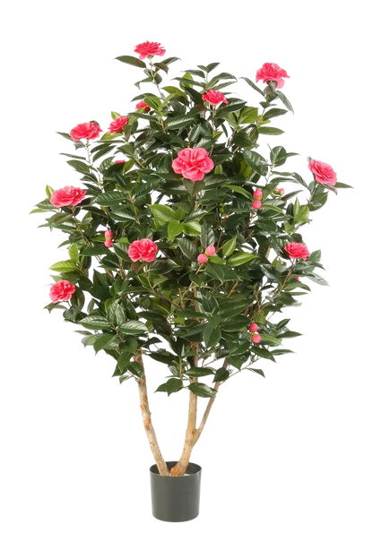 Künstliche japanische Kamelie - Phileas auf transparentem Hintergrund mit echt wirkenden Kunstblättern. Diese Kunstpflanze gehört zur Gattung/Familie der "Kamelien" bzw. "Kunst-Kamelien".